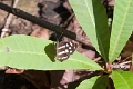 NYMPHAIDAE, Catonephele antinoe (female)